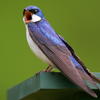 Tree_swallow_yelling_thumb