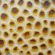 Benjaminhigbee_coral_1_card