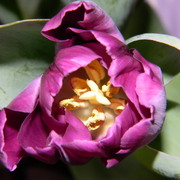 Insidetulip_card