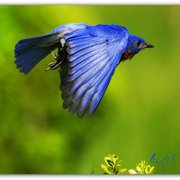 Bluebird_male_in_flight_card
