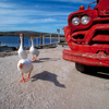 Killer_geese_thumb