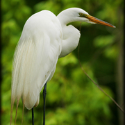 Egret_in_the_woods_card