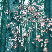 Fall_card