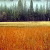 Grasses