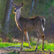 Deer_in_the_early_morning_sun_glow_card