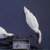 Tokyo_swans_thumb