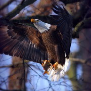 Eagles__catch_card