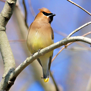 Cedar_waxwing_card