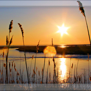 Sun_star_card