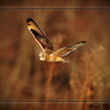 Owl_in_flight_thumb