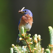 Blu_in_the_pines_card