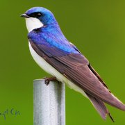 A_tree_swallow_beauty_card