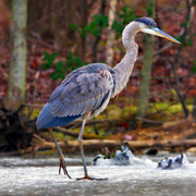 Blu_heron_on_ice_card