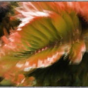 Pinkleaf_snapseed_card