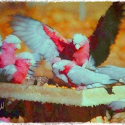Feeding_card
