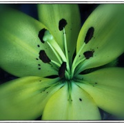 Green_card