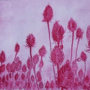 Teasels_card