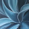 Vetplant_01_thumb