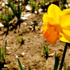 Img_2010_thumb