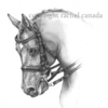 Collected_email_copyright_thumb