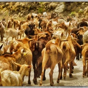 Goats__card