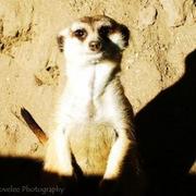 Animal4_card