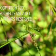 Grasshoppersample_card