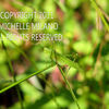 Grasshoppersample_thumb