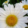 Daisysample_thumb