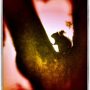 Rat2_snapseed_card