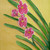 Orchids_tiny_square