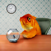 Fish_out_of_waterrb_card
