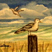 Sea_gull_bay_card