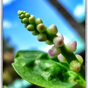 Beans_card