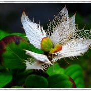 White2_card