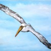 Pelican_thumb