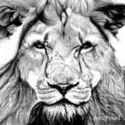 Lion1_card