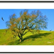 Turkey_vulture-f_card