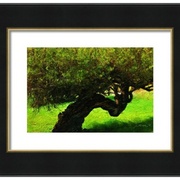 Shadow_tree-f_card
