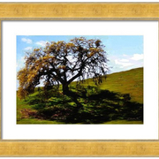 Shadow_tree_two-f_card