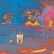 Deercat_card