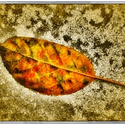 Hileaf_snapseed_card