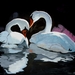 Swans_square