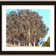 Point_reyes_trees_card