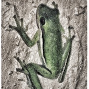 Wallclimber_card