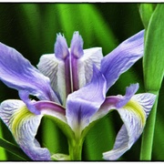 Swampiris_card