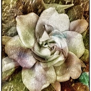 Rain_card