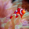 Clowningaround_thumb