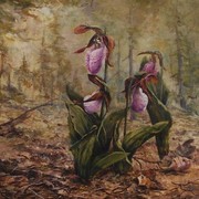 Pink_ladyslippers_card
