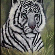 Whitetiger11framed_card